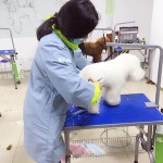 圣宠宠物美容培训学堂 ，2024华中宠物展览会(武汉展)（怀胎天数从什么期间算起）